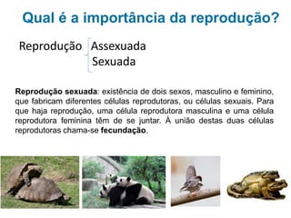 Qual é a importância da reprodução?
A forma mais evoluída de reprodução é a reprodução sexuada. Nesta reprodução,
existem dois sexos, masculino e feminino, que fabricam diferentes células reprodutoras,
ou células sexuais. Para que haja reprodução, uma célula reprodutora masculina e uma
célula reprodutora feminina têm de se juntar. A união das duas células reprodutoras
chama-se fecundação.
Reprodução Assexuada
Sexuada
 