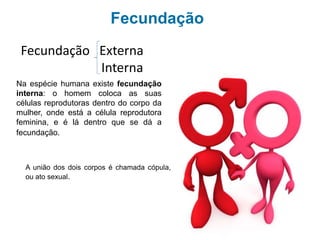 Qual é a importância da reprodução?
Na espécie humana, como em muitas outras
espécies, existe fecundação interna: o
homem coloca as suas células reprodutoras
dentro do corpo da mulher, onde está a célula
reprodutora feminina, e é lá dentro que se dá
a fecundação.
A união dos dois corpos é chamada de
cópula ou relação sexual.
Fecundação Externa
Interna
 