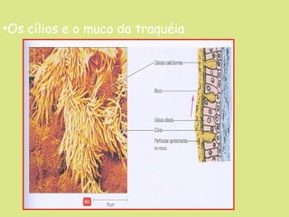 •Os cílios e o muco da traquéia

 