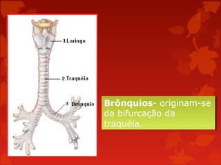 Brônquios- originam-se
Brônquios- originam-se
da bifurcação da
da bifurcação da
traquéia.
traquéia.

 