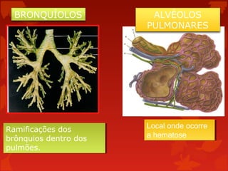 BRONQUÍOLOS

ALVÉOLOS
PULMONARES

Ramificações dos
Ramificações dos
brônquios dentro dos
brônquios dentro dos
pulmões.
pulmões.

Local onde ocorre
Local onde ocorre
a hematose
a hematose

 