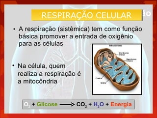 RESPIRAÇÃO CELULAR
RESPIRAÇÃO CELULAR

 