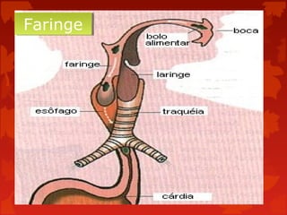 Faringe
Faringe

 
