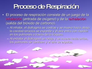 Sistema Respiratorio | PPT