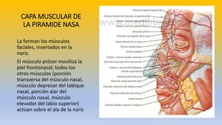 Musulo Procer SISTEMA RESPIRATORIO-1.pptx