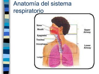Anatomía del sistema respiratorio 