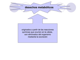 desechos metabólicos originados a partir de las reacciones químicas que ocurren en la célula,  son eliminados del organism...