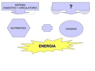 NUTRIENTES  OXIGENO ENERGIA SISTEMA DIGESTIVO + CIRCULATORIO ? 