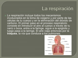 La respiraciónLa respiración incluye todos los mecanismos involucrados en la toma de oxigeno y por parte de las células de tu cuerpo y en la eliminación del dióxido de carbono. El primer paso en el proceso respiratorio consiste en introducir el aire al cuerpo a través de tu nariz o boca, entra a la faringe, sigue a la epiglotis y luego pasa a la laringe. El aire viaja entonces por la tráquea, la vía que conduce a los pulmones.