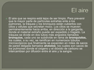 El aireEl aire que se respira está lejos de ser limpio. Para prevenir que la mayor parte de partículas extrañas ente a los pulmones, la tráquea y los bronquios están cubiertos con cilios y células que secretan moco. Los cilios se mueven permanentemente hacia arriba, en dirección a la garganta, donde el material extraño puede ser expedido o tragado. La tráquea se divide en dos tubos más angostos llamados bronquios, cada uno se subdivide en rama de bronquiolos, los cuales, a su vez, se ramifican en numerosos túbulos microscópicos que finalmente se expanden en miles de sacos de pared delgada llamados alvéolos; los cuales son sacos de los pulmones donde el oxigeno y el dióxido de carbono se intercambian por difusión entre el aire y la sangre.