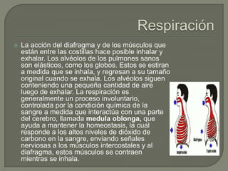 RespiraciónLa acción del diafragma y de los músculos que están entre las costillas hace posible inhalar y exhalar. Los alvéolos de los pulmones sanos son elásticos, como los globos. Estos se estiran a medida que se inhala, y regresan a su tamaño original cuando se exhala. Los alvéolos siguen conteniendo una pequeña cantidad de aire luego de exhalar. La respiración es generalmente un proceso involuntario, controlada por la condición química de la sangre a medida que interactúa con una parte del cerebro, llamada medula oblonga, que ayuda a mantener la homeostasis, la cual responde a los altos niveles de dióxido de carbono en la sangre, enviando señales nerviosas a los músculos intercostales y al diafragma, estos músculos se contraen mientras se inhala.