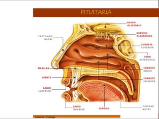 Sistema Respiratorio

                                         PITUITARIA


     Sistema


Fosas Nasales


     Faringe


     Laringe


     Tráquea


   Bronquios


 Bronquiolos


   Pulmones


    Fisiología




                 Anatomía y Fisiología                                10
 