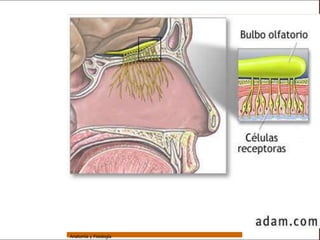 Sistema Respiratorio




     Sistema


Fosas Nasales


     Faringe


     Laringe


     Tráquea


   Bronquios


 Bronquiolos


   Pulmones


    Fisiología




                 Anatomía y Fisiología                   11
 