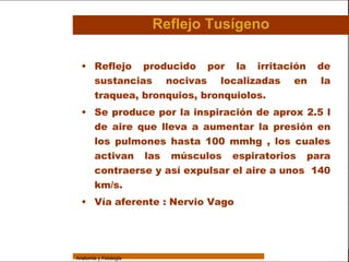 Sistema Respiratorio

                                         Reflejo Tusígeno

     Sistema       • Reflejo producido por la irritación              de
                     sustancias nocivas localizadas en                 la
Fosas Nasales
                     traquea, bronquios, bronquiolos.
     Faringe
                   • Se produce por la inspiración de aprox 2.5 l
     Laringe
                     de aire que lleva a aumentar la presión en
     Tráquea         los pulmones hasta 100 mmhg , los cuales
   Bronquios         activan las músculos espiratorios para
 Bronquiolos
                     contraerse y así expulsar el aire a unos 140
                     km/s.
   Pulmones
                   • Vía aferente : Nervio Vago
    Fisiología




                 Anatomía y Fisiología                                      13
 