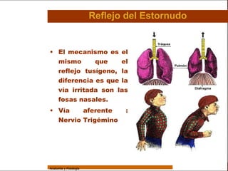 Sistema Respiratorio

                                         Reflejo del Estornudo

     Sistema

                 • El mecanismo es el
Fosas Nasales
                   mismo      que    el
     Faringe
                   reflejo tusígeno, la
     Laringe       diferencia es que la
     Tráquea       vía irritada son las
   Bronquios
                   fosas nasales.
                 • Vía    aferente              :
 Bronquiolos
                   Nervio Trigémino
   Pulmones


    Fisiología




                 Anatomía y Fisiología                                       14
 