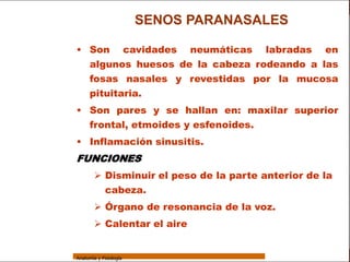 Sistema Respiratorio
                                         SENOS PARANASALES

                 • Son cavidades neumáticas labradas en
     Sistema
                   algunos huesos de la cabeza rodeando a las
                   fosas nasales y revestidas por la mucosa
Fosas Nasales
                   pituitaria.
     Faringe
                 • Son pares y se hallan en: maxilar superior
     Laringe
                   frontal, etmoides y esfenoides.
     Tráquea
                 • Inflamación sinusitis.
   Bronquios     FUNCIONES
 Bronquiolos              Disminuir el peso de la parte anterior de la
   Pulmones                cabeza.

    Fisiología
                          Órgano de resonancia de la voz.
                          Calentar el aire


                 Anatomía y Fisiología                                       15
 