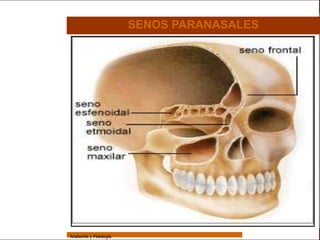 Sistema Respiratorio

                                         SENOS PARANASALES


     Sistema


Fosas Nasales


     Faringe


     Laringe


     Tráquea


   Bronquios


 Bronquiolos


   Pulmones


    Fisiología




                 Anatomía y Fisiología                                   16
 