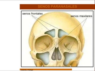 Sistema Respiratorio

                                         SENOS PARANASALES


     Sistema


Fosas Nasales


     Faringe


     Laringe


     Tráquea


   Bronquios


 Bronquiolos


   Pulmones


    Fisiología




                 Anatomía y Fisiología                                   17
 