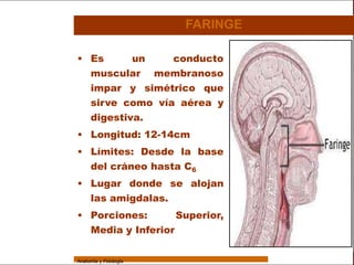 Sistema Respiratorio

                                         FARINGE

                 • Es      un    conducto
     Sistema
                   muscular membranoso
Fosas Nasales      impar y simétrico que
     Faringe       sirve como vía aérea y
                   digestiva.
     Laringe

                 • Longitud: 12-14cm
     Tráquea
                 • Límites: Desde la base
   Bronquios
                   del cráneo hasta C6
 Bronquiolos
                 • Lugar donde se alojan
   Pulmones
                   las amigdalas.
    Fisiología   • Porciones:       Superior,
                   Media y Inferior


                 Anatomía y Fisiología                             19
 