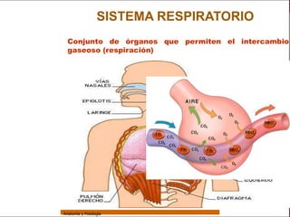 Sistema Respiratorio
                                   SISTEMA RESPIRATORIO
                   Conjunto de órganos que permiten el intercambio
                   gaseoso (respiración)
     Sistema


Fosas Nasales


     Faringe


     Laringe


     Tráquea


   Bronquios


 Bronquiolos


   Pulmones


    Fisiología




                 Anatomía y Fisiología                                2
 