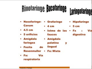 Sistema Respiratorio




     Sistema


Fosas Nasales
                 • Nasofaringe-          • Orofaringe       • Hipofaringe
                   Cavum                 • 4 cm             • 5 cm
     Faringe
                 • 4.5 cm                • Istmo de las • Fx    :   Vía
     Laringe
                 • 5 orificios             fauces         digestiva
     Tráquea
                 • Amígdala     • Amígdala
   Bronquios
                   faringea       palatina              y
 Bronquiolos
                 • Fosita    de   lingual
   Pulmones        Rosenmuller • Fx: Mixta
    Fisiología   • Fx:        Vía
                   respiratoria


                 Anatomía y Fisiología                                         20
 