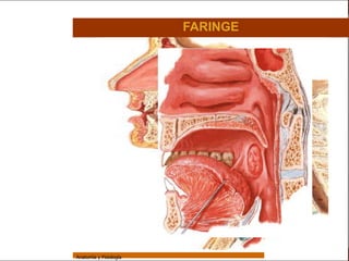 Sistema Respiratorio

                                         FARINGE


     Sistema


Fosas Nasales


     Faringe


     Laringe


     Tráquea


   Bronquios


 Bronquiolos


   Pulmones


    Fisiología




                 Anatomía y Fisiología                             21
 