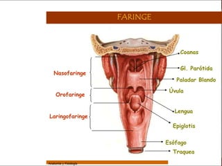 Sistema Respiratorio

                                         FARINGE


     Sistema


Fosas Nasales
                                                       Coanas

     Faringe
                                                        Gl. Parótida
                    Nasofaringe
     Laringe
                                                      Paladar Blando
     Tráquea
                                                    Úvula
                      Orofaringe
   Bronquios


 Bronquiolos                                          Lengua
                 Laringofaringe
   Pulmones
                                                     Epiglotis
    Fisiología

                                                   Esófago
                                                     Traquea

                 Anatomía y Fisiología                                 22
 