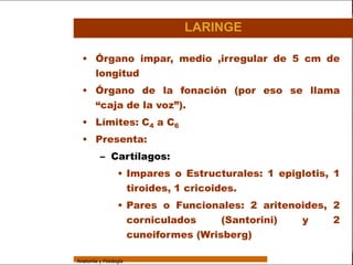 Sistema Respiratorio

                                               LARINGE

                   • Órgano impar, medio ,irregular de 5 cm de
     Sistema
                     longitud
Fosas Nasales
                   • Órgano de la fonación (por eso se llama
     Faringe         “caja de la voz”).
     Laringe       • Límites: C4 a C6
     Tráquea       • Presenta:
   Bronquios               – Cartílagos:

 Bronquiolos
                                   • Impares o Estructurales: 1 epiglotis, 1
                                     tiroides, 1 cricoides.
   Pulmones
                                   • Pares o Funcionales: 2 aritenoides, 2
    Fisiología
                                     corniculados     (Santorini)  y     2
                                     cuneiformes (Wrisberg)

                 Anatomía y Fisiología                                           23
 