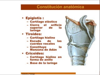 Sistema Respiratorio

                                         Constitución anatómica

     Sistema
                 • Epiglotis :
                         – Cartílago elástico
Fosas Nasales            – Cierra   el   orificio
                           superior     de     la
     Faringe               laringe
     Laringe     • Tiroides:
                         – Cartílago hialino
     Tráquea
                         – Escudo      de    las
   Bronquios
                           cuerdas vocales
                         – Constituye         la
 Bronquiolos               Manzana de Adán
   Pulmones
                 • Cricoides:
                         – Cartílago hialino en
    Fisiología             forma de anillo
                         – Base de la laringe


                 Anatomía y Fisiología                                       24
 