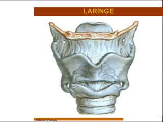 Sistema Respiratorio

                                         LARINGE

     Sistema


Fosas Nasales


     Faringe


     Laringe


     Tráquea


   Bronquios


 Bronquiolos


   Pulmones


    Fisiología




                 Anatomía y Fisiología                             25
 