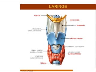 Sistema Respiratorio

                                         LARINGE

     Sistema


Fosas Nasales


     Faringe


     Laringe


     Tráquea


   Bronquios


 Bronquiolos


   Pulmones


    Fisiología




                 Anatomía y Fisiología                             26
 