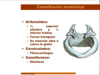 Sistema Respiratorio

                                         Constitución anatómica

     Sistema
                 • Aritenoides:
Fosas Nasales
                         – ½           superior
     Faringe               elástico      y   ½
                           inferior hialino
     Laringe
                         – Forma triangular
     Tráquea
                         – Su rotación abre o
   Bronquios               cierra la glotis

 Bronquiolos
                 • Corniculados:
                         – Fibrocartílagos
   Pulmones
                 • Cuneiformes:
    Fisiología
                         – Elásticos



                 Anatomía y Fisiología                                       27
 