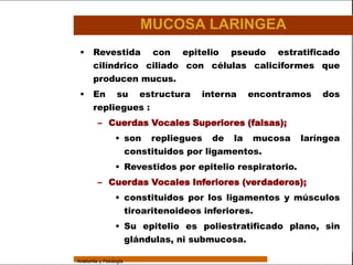 Sistema Respiratorio

                                         MUCOSA LARINGEA
                  • Revestida con epitelio pseudo estratificado
     Sistema        cilíndrico ciliado con células caliciformes que
                    producen mucus.
Fosas Nasales
                  •     En         su    estructura   interna   encontramos     dos
     Faringe            repliegues :
     Laringe              – Cuerdas Vocales Superiores (falsas);

     Tráquea                      • son repliegues de la mucosa             laríngea
                                    constituidos por ligamentos.
   Bronquios
                                  • Revestidos por epitelio respiratorio.
 Bronquiolos
                          – Cuerdas Vocales Inferiores (verdaderos);
   Pulmones
                                  • constituidos por los ligamentos y músculos
    Fisiología                      tiroaritenoideos inferiores.
                                  • Su epitelio es poliestratificado plano, sin
                                    glándulas, ni submucosa.

                 Anatomía y Fisiología                                                 28
 