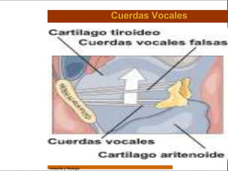 Sistema Respiratorio

                                         Cuerdas Vocales

     Sistema


Fosas Nasales


     Faringe


     Laringe


     Tráquea


   Bronquios


 Bronquiolos


   Pulmones


    Fisiología




                 Anatomía y Fisiología                                 29
 