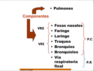 Sistema Respiratorio


                                               • Pulmones

     Sistema
                    Componentes
Fosas Nasales
                                               •   Fosas nasales
     Faringe                             VRS
     Laringe
                                               •   Faringe
     Tráquea
                                               •   Laringe
                                                                        P.C
   Bronquios                                   •   Traquea
                                         VRI
 Bronquiolos                                   •   Bronquios
   Pulmones                                    •   Bronquiolos
    Fisiología                                 •   Via
                                                   respiratoria        P.R
                                                   final
                 Anatomía y Fisiología                                      3
 
