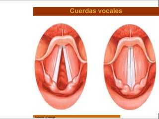 Sistema Respiratorio

                                         Cuerdas vocales

     Sistema


Fosas Nasales


     Faringe


     Laringe


     Tráquea


   Bronquios


 Bronquiolos


   Pulmones


    Fisiología




                 Anatomía y Fisiología                                     30
 