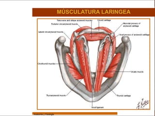 Sistema Respiratorio

                                         MÚSCULATURA LARINGEA


     Sistema


Fosas Nasales


     Faringe


     Laringe


     Tráquea


   Bronquios


 Bronquiolos


   Pulmones


    Fisiología




                 Anatomía y Fisiología                                     31
 