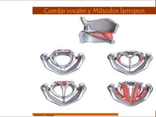 Sistema Respiratorio

                           Cuerdas vocales y Músculos laringeos

     Sistema


Fosas Nasales


     Faringe


     Laringe


     Tráquea


   Bronquios


 Bronquiolos


   Pulmones


    Fisiología




                 Anatomía y Fisiología                                  32
 