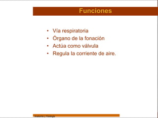 Sistema Respiratorio

                                              Funciones

     Sistema                 •     Vía respiratoria
Fosas Nasales                •     Órgano de la fonación
     Faringe                 •     Actúa como válvula
     Laringe                 •     Regula la corriente de aire.
     Tráquea


   Bronquios


 Bronquiolos


   Pulmones


    Fisiología




                 Anatomía y Fisiología                                            33
 