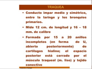 Sistema Respiratorio

                                         TRAQUEA
                    • Conducto impar medio y simétrico,
     Sistema          entre la laringe y los bronquios
Fosas Nasales         primarios.
     Faringe        • Mide 12 cm. de longitud y 16 – 18
     Laringe          mm. de calibre
     Tráquea
                    • Formada por 15 a 20             anillos
   Bronquios
                      incompletos (en forma           de U,
 Bronquiolos              abierto    posteriormente)     de
   Pulmones               cartilagos  hialino; el   espacio
    Fisiología            posterior está cerrado por el
                          músculo traqueal (m. liso) y tejido
                          conectivo
                 Anatomía y Fisiología                               34
 