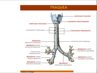 Sistema Respiratorio

                                         TRAQUEA


     Sistema


Fosas Nasales


     Faringe


     Laringe


     Tráquea


   Bronquios


 Bronquiolos


   Pulmones


    Fisiología




                 Anatomía y Fisiología                             35
 