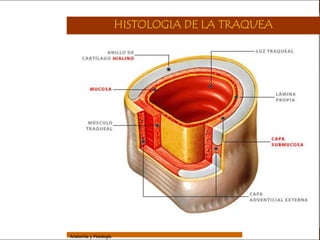 Sistema Respiratorio

                                         HISTOLOGIA DE LA TRAQUEA


     Sistema


Fosas Nasales


     Faringe


     Laringe


     Tráquea


   Bronquios


 Bronquiolos


   Pulmones


    Fisiología




                 Anatomía y Fisiología                                        36
 