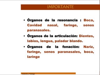 Sistema Respiratorio

                                         IMPORTANTE

     Sistema
                   • Órganos de la resonancia : Boca,
Fosas Nasales        Cavidad   nasal, faringe,  senos
     Faringe         paranasales.
     Laringe
                   • Órganos de la articulación: Dientes,
     Tráquea
                     labios, lengua, paladar blando.
   Bronquios
                   • Órganos de la fonación: Nariz,
 Bronquiolos
                     faringe, senos paranasales, boca,
   Pulmones
                         laringe
    Fisiología




                 Anatomía y Fisiología                                39
 