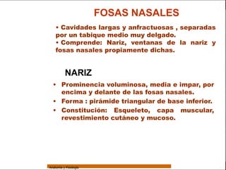 Sistema Respiratorio
                                         FOSAS NASALES
                     • Cavidades largas y anfractuosas , separadas
                     por un tabique medio muy delgado.
     Sistema         • Comprende: Nariz, ventanas de la nariz y
                     fosas nasales propiamente dichas.
Fosas Nasales


     Faringe
                            NARIZ
     Laringe
                   • Prominencia voluminosa, media e impar, por
     Tráquea
                     encima y delante de las fosas nasales.
   Bronquios       • Forma : pirámide triangular de base inferior.
 Bronquiolos
                   • Constitución: Esqueleto, capa muscular,
                     revestimiento cutáneo y mucoso.
   Pulmones


    Fisiología




                 Anatomía y Fisiología                                   4
 