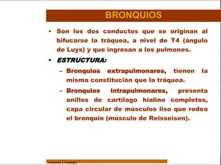 Sistema Respiratorio

                                         BRONQUIOS
                 • Son los dos conductos que se originan al
     Sistema
                   bifucarse la tráquea, a nivel de T4 (ángulo
                   de Luys) y que ingresan a los pulmones.
Fosas Nasales
                 • ESTRUCTURA:
     Faringe
                         – Bronquios extrapulmonares, tienen        la
     Laringe
                           misma constitución que la tráquea.
     Tráquea
                         – Bronquios    intrapulmonares,   presenta
   Bronquios               anillos de cartílago hialino completos,
 Bronquiolos               capa circular de músculos liso que rodea
   Pulmones
                           el bronquio (músculo de Reisseisen).

    Fisiología




                 Anatomía y Fisiología                                    40
 