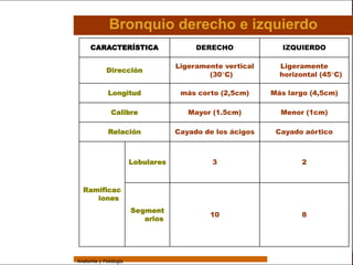 Sistema Respiratorio

                               Bronquio derecho e izquierdo
                       CARACTERÍSTICA                     DERECHO              IZQUIERDO

                                                     Ligeramente vertical     Ligeramente
     Sistema                  Dirección
                                                             (30 C)           horizontal (45 C)

Fosas Nasales
                               Longitud               más corto (2,5cm)     Más largo (4,5cm)
     Faringe
                                Calibre                 Mayor (1.5cm)         Menor (1cm)
     Laringe
                               Relación              Cayado de los ácigos    Cayado aórtico
     Tráquea


   Bronquios
                                         Lobulares            3                     2

 Bronquiolos

                   Ramificac
   Pulmones
                      iones
                                         Segment
    Fisiología                                               10                     8
                                            arios




                 Anatomía y Fisiología                                                          41
 