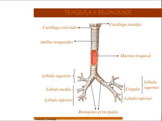 Sistema Respiratorio

                                         TRAQUEA Y BRONQUIOS

                                                              Cartílago tiroides
                        Cartílago cricoides
     Sistema


Fosas Nasales
                     Anillos traqueales
     Faringe


     Laringe                                                          Mucosa traqueal
     Tráquea


   Bronquios
                       Lóbulo superior
 Bronquiolos
                                                                                Lóbulo
   Pulmones                Lóbulo medio                                 Língula superior
    Fisiología                                                         Lóbulo inferior
                          Lóbulo inferior

                                              Bronquios principales
                 Anatomía y Fisiología                                                     42
 