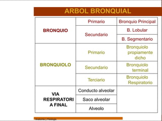 Sistema Respiratorio

                                         ARBOL BRONQUIAL
                                                Primario        Bronquio Principal

     Sistema            BRONQUIO                                   B. Lobular
                                               Secundario
Fosas Nasales                                                    B. Segmentario
     Faringe                                                       Bronquiolo
                                                Primario           propiamente
     Laringe
                                                                       dicho
     Tráquea         BRONQUIOLO                                    Bronquiolo
                                               Secundario
   Bronquios
                                                                      terminal
                                                                   Bronquiolo
 Bronquiolos                                    Terciario
                                                                    Respiratorio
   Pulmones
                                            Conducto alveolar
                           VIA
    Fisiología
                        RESPIRATORI           Saco alveolar
                          A FINAL
                                                 Alveolo

                 Anatomía y Fisiología                                               43
 
