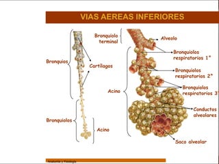 Sistema Respiratorio

                                         VIAS AEREAS INFERIORES

                                            Bronquiolo
                                                         Alveolo
     Sistema                                  terminal

Fosas Nasales
                                                              Bronquiolos
                                                              respiratorios 1°
                 Bronquios
     Faringe                              Cartílagos
                                                               Bronquiolos
     Laringe                                                   respiratorios 2°

     Tráquea                                                       Bronquiolos
                                                 Acino             respiratorios 3°
   Bronquios


 Bronquiolos                                                           Conductos
                                                                       alveolares
   Pulmones      Bronquiolos

    Fisiología
                                             Acino

                                                               Saco alveolar


                 Anatomía y Fisiología                                           44
 