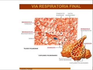 Sistema Respiratorio

                                    VIA RESPIRATORIA FINAL

     Sistema


Fosas Nasales


     Faringe


     Laringe


     Tráquea


   Bronquios


 Bronquiolos


   Pulmones


    Fisiología




                 Anatomía y Fisiología                                 45
 